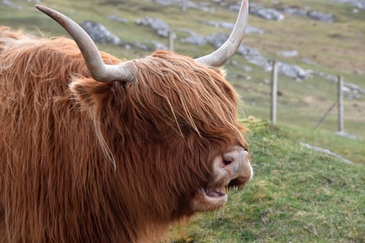 Red Highland Cow with his Mouth Open photo