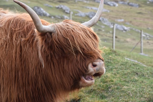 Mooing Red Heilan Coo on a Hill photo