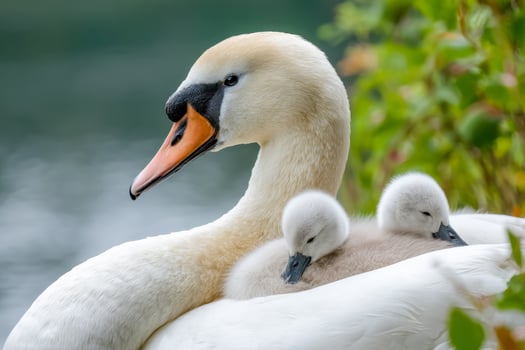 Graceful adult swan with two adorable cygnets resting on its back by the water photo