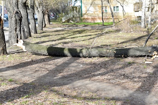 A communal accident caused by a fallen tree. The trunk of a fallen tree in the courtyard of the house. A fallen tree after the wind. photo