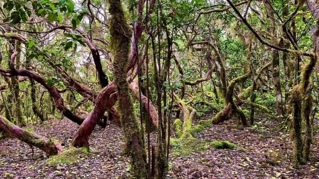 Mossy trees in the forest with green leaves photo