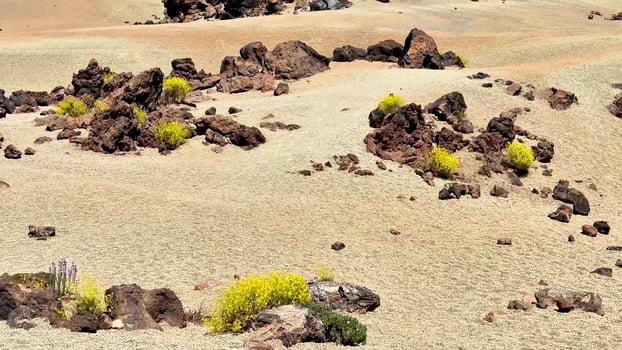 Experience the breathtaking beauty of a desert landscape with unique rock formations and flora photo