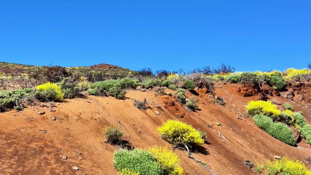 A Vibrant and Beautiful Desert Landscape With Colorful Vegetation and Dynamic Ecosystem photo