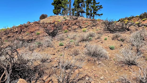 A barren landscape with sparse vegetation, rocky terrain, and minimal flora and fauna photo