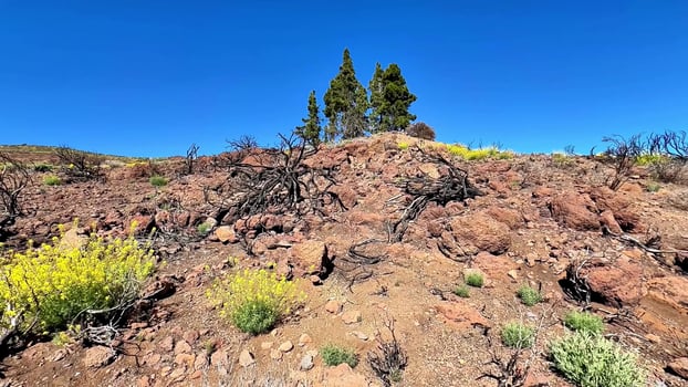 A breathtaking and stunning Rocky landscape filled with vibrant vegetation under a clear blue sky photo