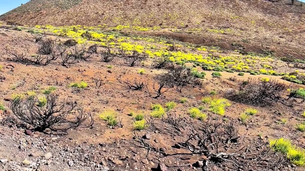 The Vibrant Recovery of Flora in a Charred Landscape Following a Devastating Wildfire Incident photo