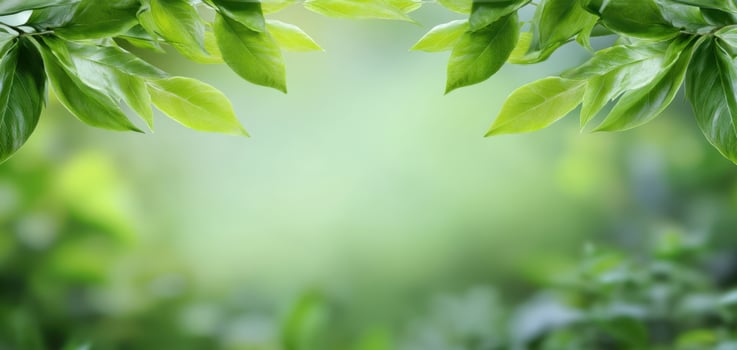 The refreshing leaves creating a serene and vibrant natural background. photo