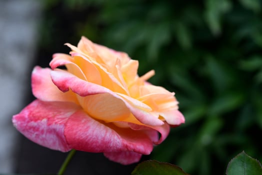 Pink rose with soft petals. A fresh flower. Blooming rose close-up. photo