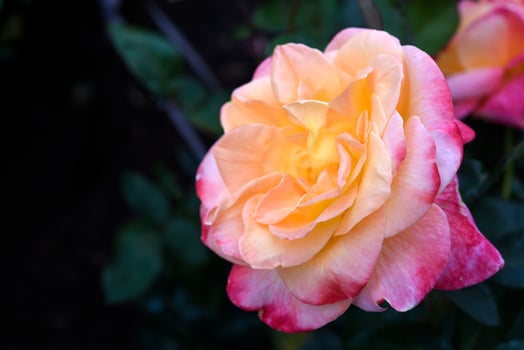 Red rose in full bloom. A large flower. Petals close-up. photo
