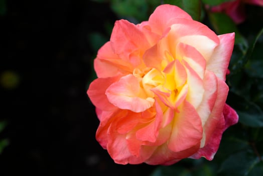 Orange and yellow rose. A gradient-colored flower. Rose blossom close-up. photo