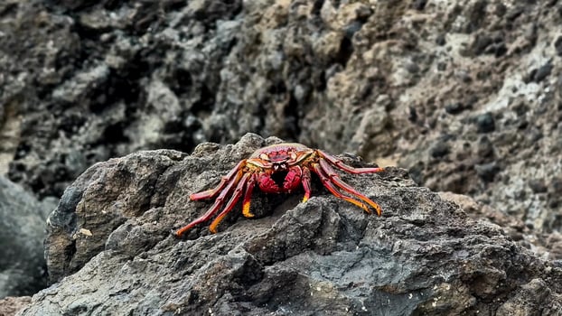A Beautiful and Vibrant Red Crab on a Rocky Shoreline, a Thrilling Adventure Worth Exploring photo