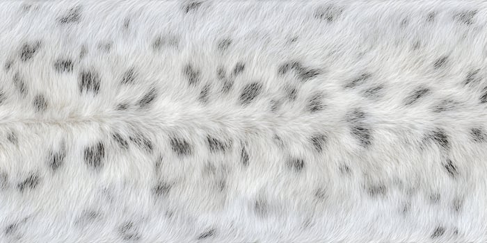 Close up of white fur with black spots photo