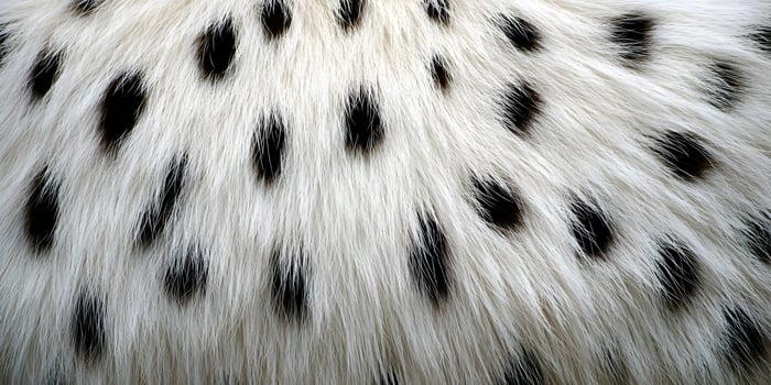 a close up of a white and black spotted animal photo
