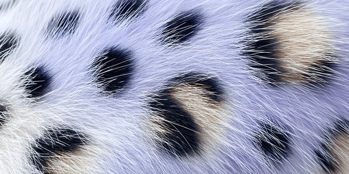 Close up of lavender and black spotted fur texture photo