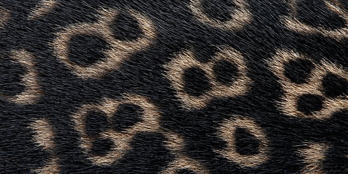Close up of black and tan animal fur texture photo