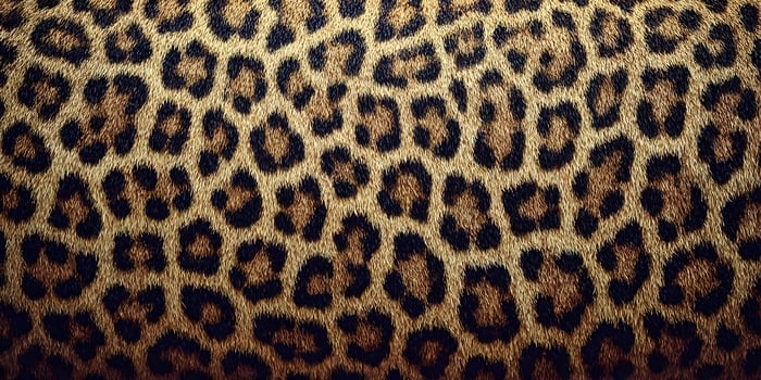 Close up of leopard print fur texture photo