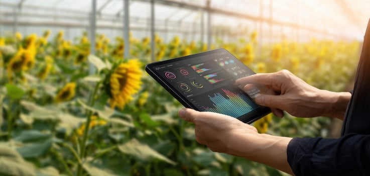 The advanced tablet in the hands of a farmer in a sunflower field. photo