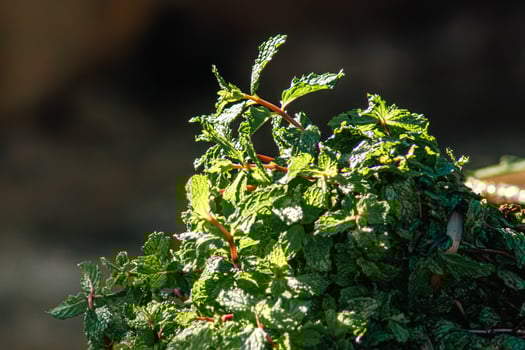 Pepper mint leaves on old garden background17 photo