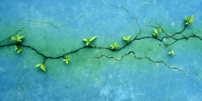 Green plant growing through a crack in a blue wall photo