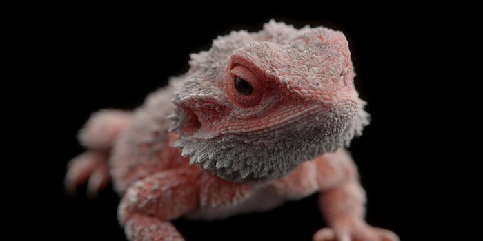 Close up of a red bearded dragon lizard photo