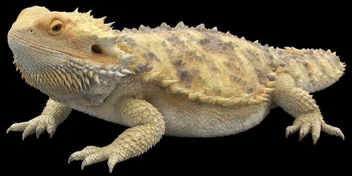 Close up view of a horned lizard photo