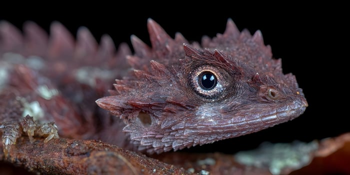 Close up of a thorny devil lizard on a branch photo