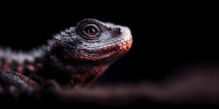 Close up of a dark lizard against a black background photo