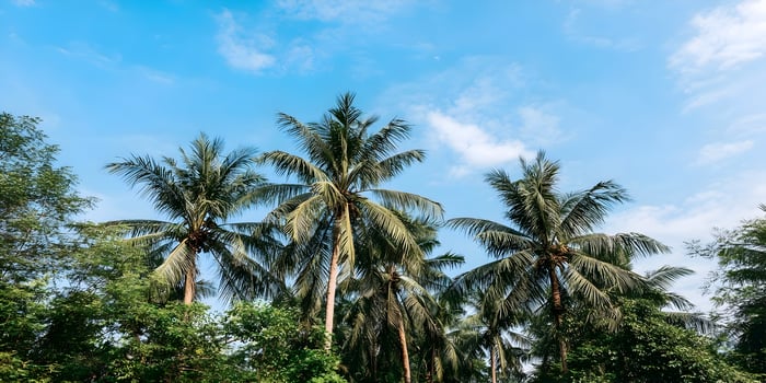 Tall palm trees against a bright blue sky photo