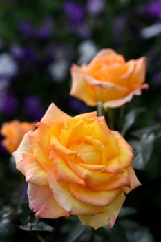 Orange roses in the garden. A large rose flower. A bright orange rosebud. photo