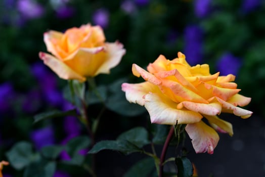 Orange roses in sunlight. A large flower. Summer beauty. photo