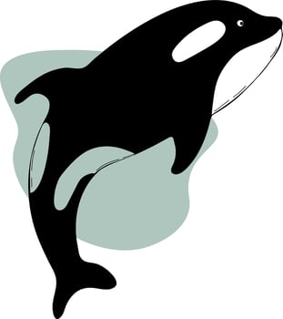 cute Great killer whale. Vector illustration