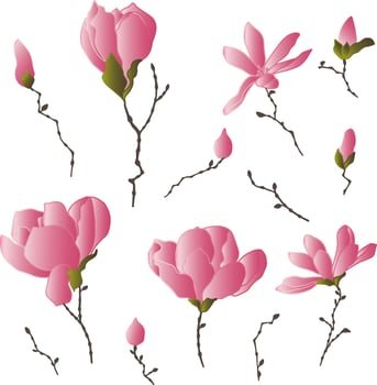 vector patterns set of magnolia flowers with branches and leaves. Botanical illustration for wallpaper, textile, fabric, clothing, paper, postcards