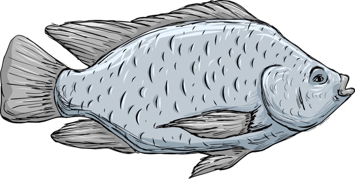 Raw Seafood Tilapia Fish vector
