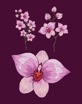 three pink orchids vector