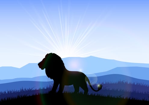 Lion in the field at dawn vector