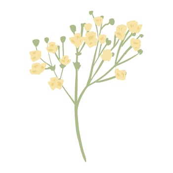 Gypsophila twig isolated on white background. Romantic hand drawn flower. Modern plant graphic for any purposes. vector