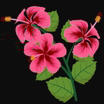 hibiscus flowers on the background vector