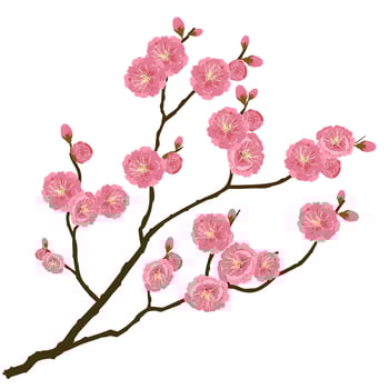 Plum blossom, the national flower of China. vector