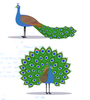 Peacock Vector clip art Design