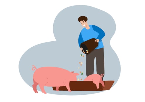 A young man is feeding a growing mother pig and piglet. Flat cartoon illustration vector