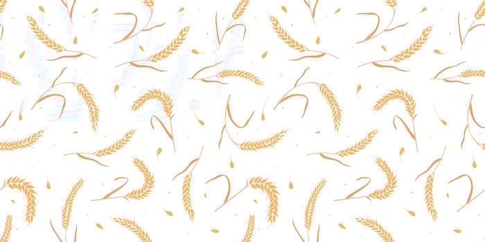 Seamless pattern with whole grain seeds organic, natural ears isolated on white background. vector