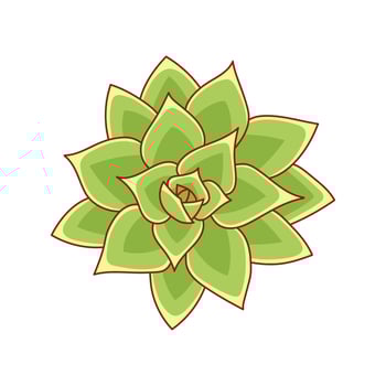 Succulent echeveria agavoides in cartoon style. Desert flower green rose. House plant for print and design. Vector illustration, isolated element on a white bakcground
