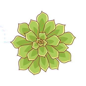 Succulent echeveria pulidonis in cartoon style. Desert flower green rose. House plant for print and design. Vector illustration, isolated element on a white bakcground