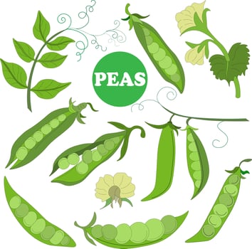 big set of elements from fresh ripe raw pea pods, pea flower, young pod. Vegetarian Food. Vector doodles. Suitable for branded wrapping paper, napkins and packaging of raw, canned, frozen vegetables