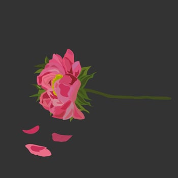 Pink peony wits petals on a dark gray background. vector