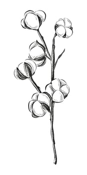hand drawn cotton flower on a white background. vector