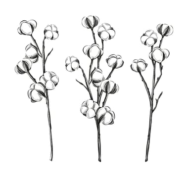 Vector collection of hand drawn cotton flower on a white background.