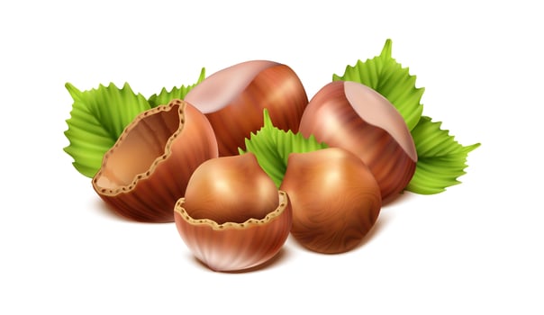 3d realistic vector icon. Hazelnut peeled,  chopped in half and green hazel leaves. Isolated on white background.