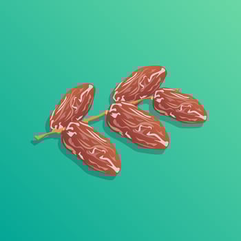 Dried date palm fruits vector illustration