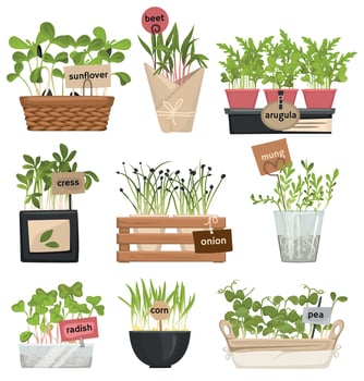 Microgreen Label Icon Set vector